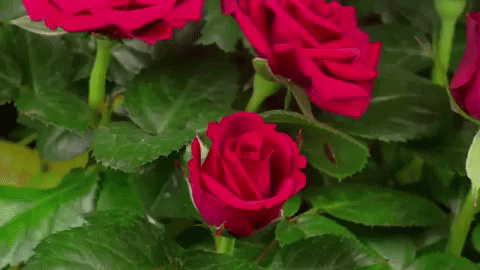 Pretty Blooming Rosas GIF