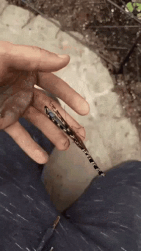 Pretty Blue Butterfly GIF