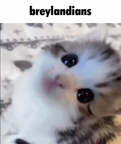 Pretty Little Kitten Looks Up GIF