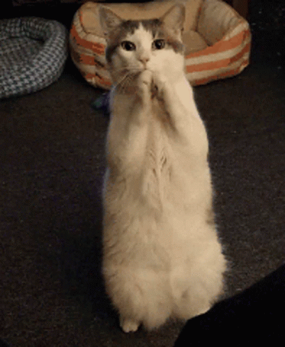 Pretty Please Begging Cat GIF