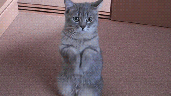 Pretty Please Gray Cat GIF