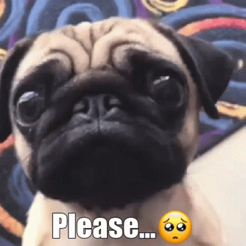 Pretty Please Sad Pug GIF