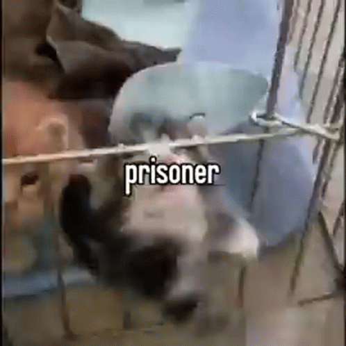 Prison Bars Funny Cat Meme GIF
