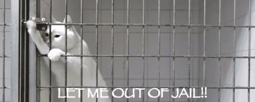 Prison Bars Let Me Out Of Jail Funny Cat GIF