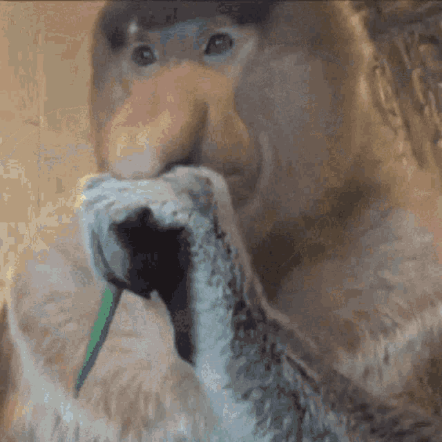 Proboscis Eating Monkey GIF