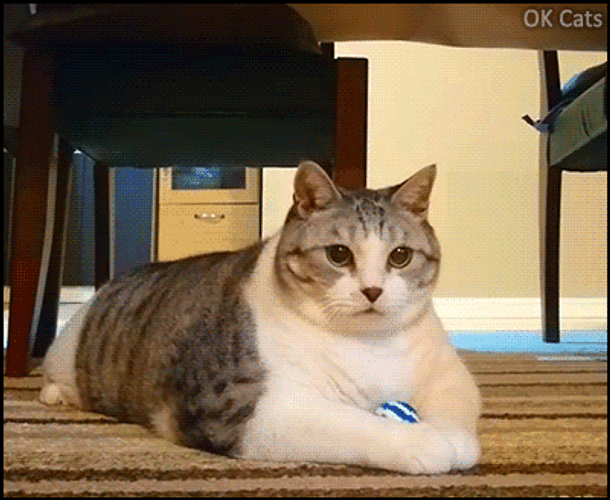 Protective Fat Cat Holding His Balls GIF