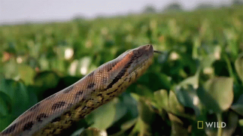 Prowling Monster Anaconda Snake GIF