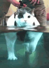 Pt Chubby Cat Water Therapy GIF