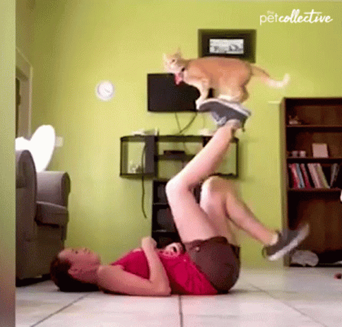 Pt Cute Cat Exercise Partner GIF