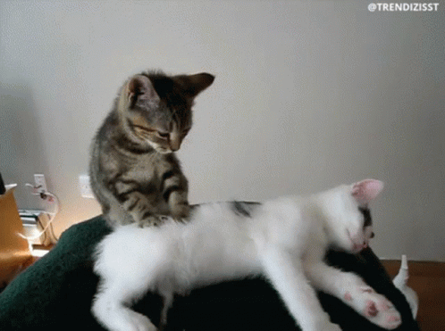 Pt Cute Kitty Giving Massages GIF