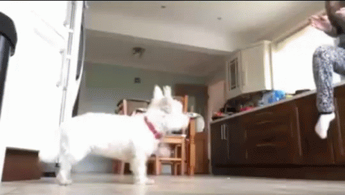 Pt Exercise With Cute Doggie GIF