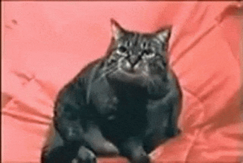Ptsd Frantic Cat Flashback Meme GIF