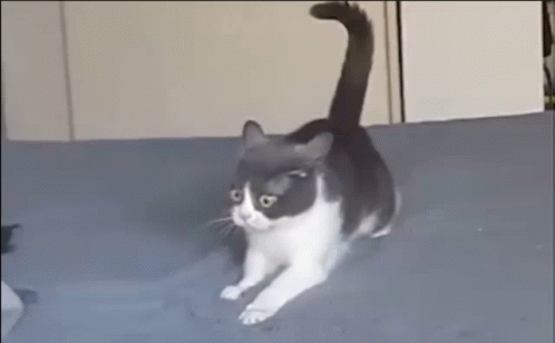 Ptsd Kitten War Video Flashback Meme GIF