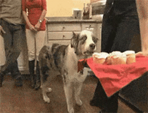 Ptsd Shocked Dog Meme GIF