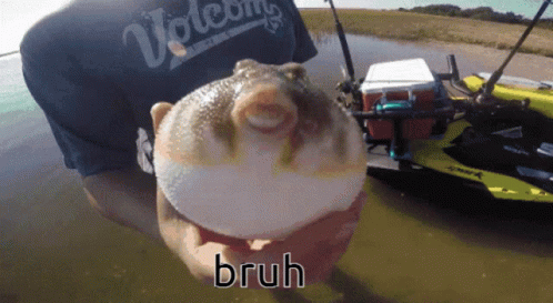 Pufferfish Blow Up Bruh GIF