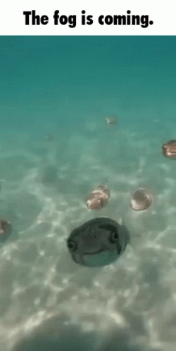 Pufferfish Fog Is Coming GIF