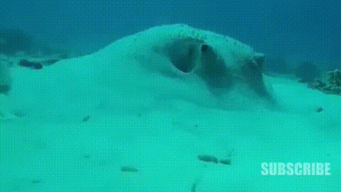Pufferfish Funny Eyes Sand GIF