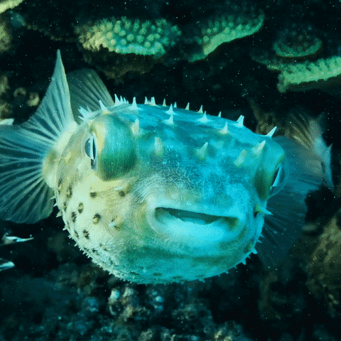 Pufferfish Knitted Toy Underwater GIF