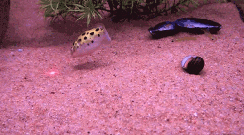 Pufferfish Underwater Laser GIF