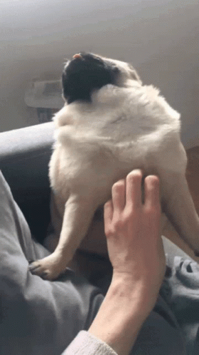 Pug Being Scratched GIF