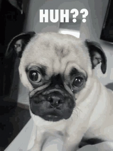 Pug Confused Dog Huh GIF