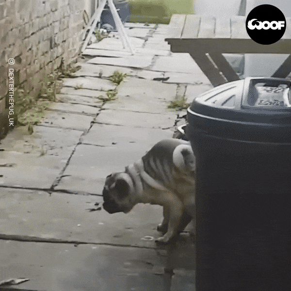 Pug Cool Vibe Walking In Two Feet GIF