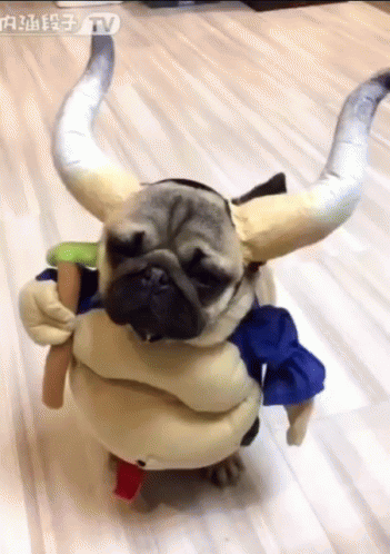 Pug Cute Cosplay GIF