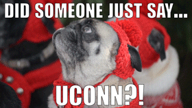 Pug Did Someone Just Say Uconn GIF