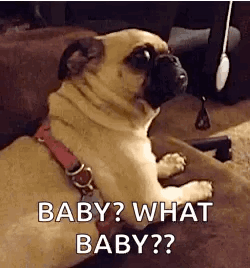 Pug Dog Asking What Baby?