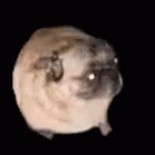 Pug Dog Dancing GIF