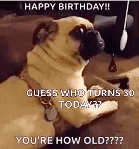 Pug Dog Happy Birthday Guess Who Turns 30 GIF