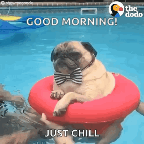 Pug Dog In Bow Tie Floating In Pool GIF