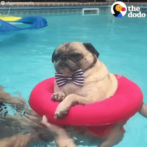 Pug Dog in Bow Tie Floating on Pink Raft