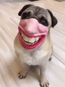 Pug Dog in Pink Lipstick Mask