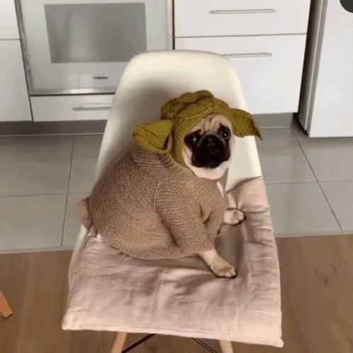 Pug Dog in Sweater and Hat