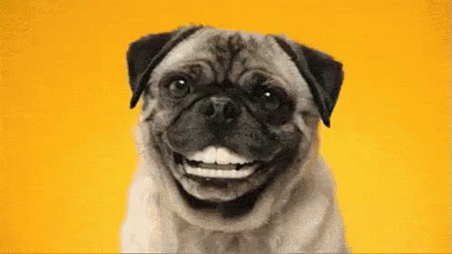 Pug Dog Laughing With Human Teeth GIF