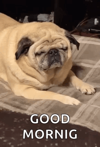 Pug Dog Laying Eyes Closed Good Mornig