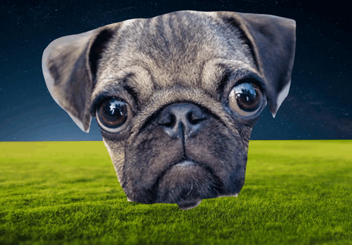 Pug Dog Laying in Grass with Starry Sky