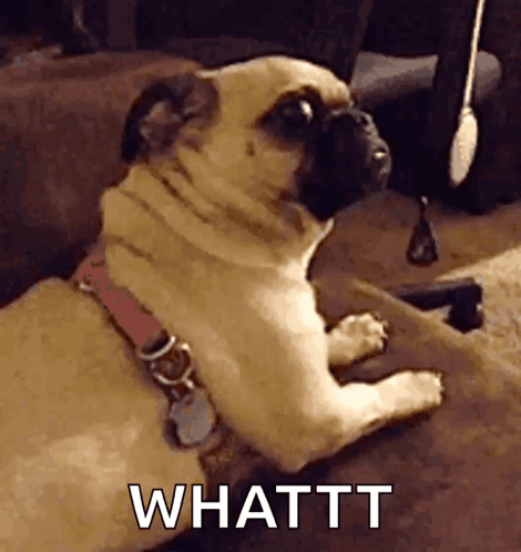Pug Dog Laying on Couch Looking at Camera Saying Whattt