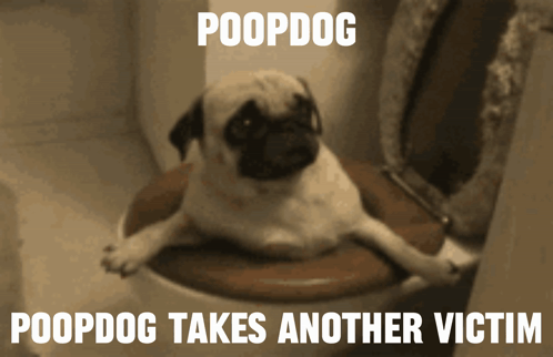 Pug Dog Laying on Toilet Poopdog