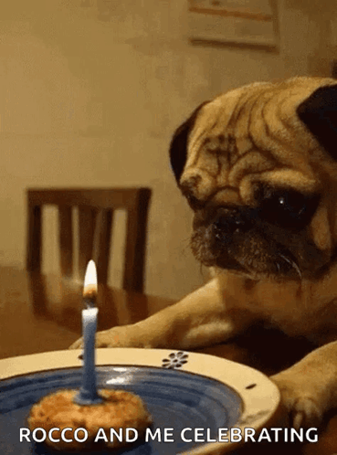 Pug Dog Looking at Birthday Cake With Candle Rocco and Me Celebrating