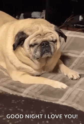 Pug Dog Lying on Floor with Eyes Closed