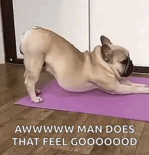 Pug Dog Man Yoga Stretch GIF