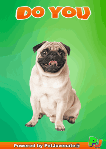 Pug Dog Saying Do You