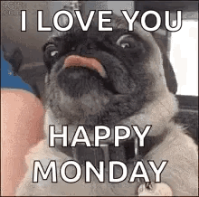 Pug Dog Saying I Love You
