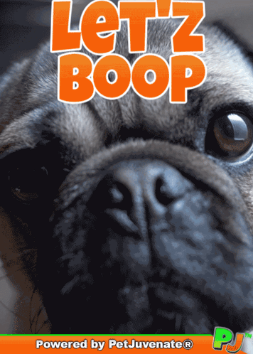 Pug Dog Saying Let 'z Boop