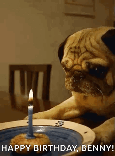 Pug Dog Sitting At Table With Cake And Candle GIF