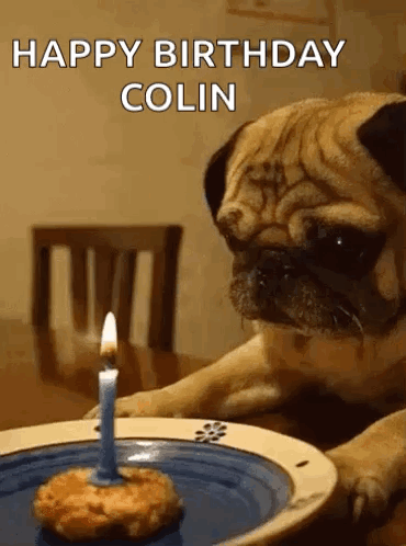 Pug Dog Sitting At Table With Candle On Plate GIF