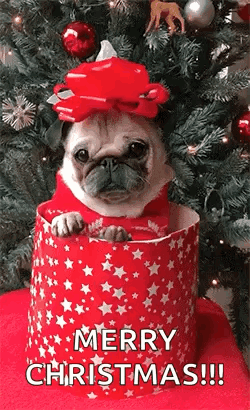 Pug Dog Sitting in Christmas Present Box