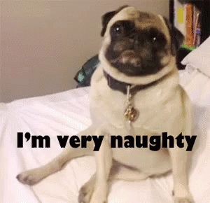 Pug Dog Sitting On Bed Saying I'm Very Naughty GIF